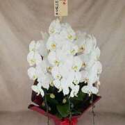 ヒメ日記 2025/07/12 08:36 投稿 鮎川　つばさ 白夜