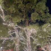 ヒメ日記 2025/12/08 11:06 投稿 鮎川　つばさ 白夜