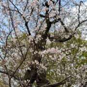 ヒメ日記 2026/03/30 19:14 投稿 神崎　りお 白夜