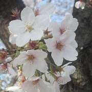 ヒメ日記 2025/07/21 01:46 投稿 まい 155