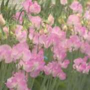 ヒメ日記 2025/10/25 02:56 投稿 まい 155