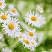 ヒメ日記 2025/11/18 21:16 投稿 まい 155