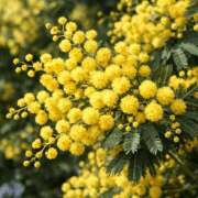 ヒメ日記 2026/03/06 11:39 投稿 守岡よる ニューハーフヘルスLIBE 東京新宿