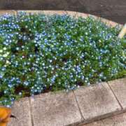 ヒメ日記 2026/04/10 16:30 投稿 守岡よる ニューハーフヘルスLIBE 東京新宿