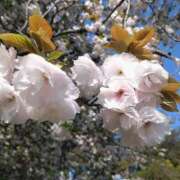 ヒメ日記 2026/04/12 19:01 投稿 しずか サンクチュアリ(上野)