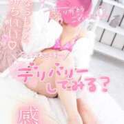 ヒメ日記 2025/02/04 17:55 投稿 ハイビスカス 飾窓