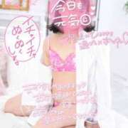 ヒメ日記 2025/05/18 15:20 投稿 ハイビスカス 飾窓