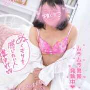 ヒメ日記 2025/07/20 21:27 投稿 ハイビスカス 飾窓