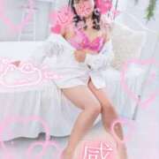 ヒメ日記 2025/12/31 20:49 投稿 ハイビスカス 飾窓