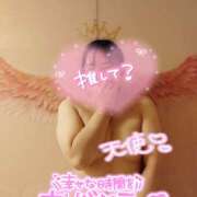 ヒメ日記 2026/06/09 17:00 投稿 ハイビスカス 飾窓