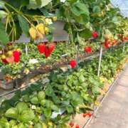 ヒメ日記 2025/03/11 12:34 投稿 ゆか 渋谷じゃっくす