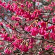 ヒメ日記 2025/04/15 20:43 投稿 くみこ 完熟ばなな大宮