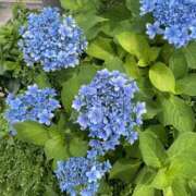 ヒメ日記 2025/06/20 23:33 投稿 くみこ 完熟ばなな大宮