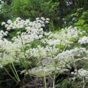 ヒメ日記 2025/07/05 23:43 投稿 くみこ 完熟ばなな大宮