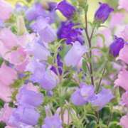 ヒメ日記 2025/08/06 23:03 投稿 くみこ 完熟ばなな大宮