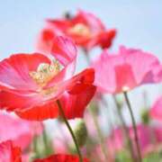 ヒメ日記 2025/08/15 23:13 投稿 くみこ 完熟ばなな大宮