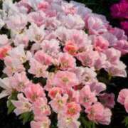 ヒメ日記 2025/09/19 20:23 投稿 くみこ 完熟ばなな大宮