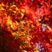 ヒメ日記 2025/09/26 23:03 投稿 くみこ 完熟ばなな大宮