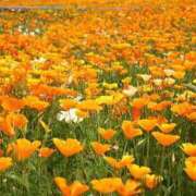 ヒメ日記 2025/10/02 23:03 投稿 くみこ 完熟ばなな大宮