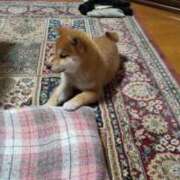 ヒメ日記 2024/12/24 15:27 投稿 くれは アラモード