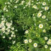 ヒメ日記 2025/04/03 23:41 投稿 幸村ひなた セレブショップ新宿（東京ハレ系）