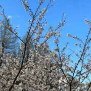 ヒメ日記 2025/04/08 22:44 投稿 幸村ひなた セレブショップ新宿（東京ハレ系）