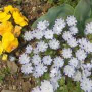 ヒメ日記 2025/04/29 00:08 投稿 幸村ひなた セレブショップ新宿（東京ハレ系）