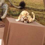 ヒメ日記 2025/10/04 12:03 投稿 幸村ひなた セレブショップ新宿（東京ハレ系）