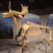 ヒメ日記 2025/10/25 17:00 投稿 幸村ひなた セレブショップ新宿（東京ハレ系）