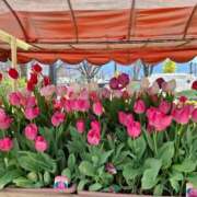 ヒメ日記 2026/03/22 20:36 投稿 幸村ひなた セレブショップ新宿（東京ハレ系）