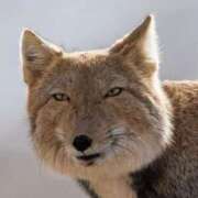 ヒメ日記 2026/04/05 21:46 投稿 幸村ひなた セレブショップ新宿（東京ハレ系）