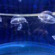 ヒメ日記 2025/04/03 09:30 投稿 みさと・選抜メンバー 全力！！乙女坂46(古町)