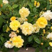 ヒメ日記 2025/06/06 06:33 投稿 みさと・選抜メンバー 全力！！乙女坂46(古町)