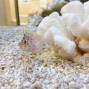 ヒメ日記 2025/01/28 13:19 投稿 みさき 横浜人妻ヒットパレード（シンデレラグループ）