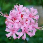 ヒメ日記 2025/09/22 15:31 投稿 みさき 横浜人妻ヒットパレード（シンデレラグループ）