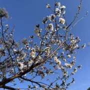 ヒメ日記 2025/04/02 08:58 投稿 まり 奥さまさくら京橋店