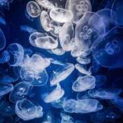 ヒメ日記 2025/05/26 23:42 投稿 しあん スッキリ！！日本橋店