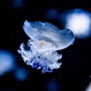 ヒメ日記 2025/07/09 16:52 投稿 しあん スッキリ！！日本橋店