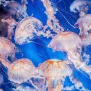 ヒメ日記 2025/07/12 23:04 投稿 しあん スッキリ！！日本橋店