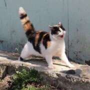 ヒメ日記 2025/10/12 12:33 投稿 しあん スッキリ！！日本橋店