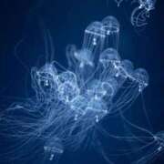 ヒメ日記 2026/02/27 23:46 投稿 しあん スッキリ！！日本橋店