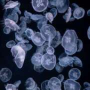 ヒメ日記 2026/03/08 23:32 投稿 しあん スッキリ！！日本橋店