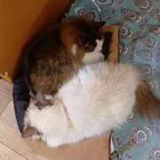 ヒメ日記 2026/03/26 23:32 投稿 しあん スッキリ！！日本橋店