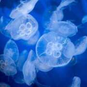 ヒメ日記 2026/04/22 23:47 投稿 しあん スッキリ！！日本橋店