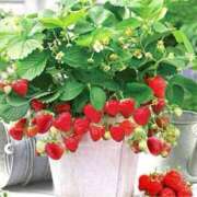 ヒメ日記 2024/12/30 21:07 投稿 あおか 丸妻 新横浜店