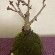 ヒメ日記 2025/01/25 15:52 投稿 あおか 丸妻 新横浜店