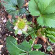 ヒメ日記 2025/03/16 07:56 投稿 あおか 丸妻 新横浜店