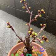 ヒメ日記 2025/03/28 10:11 投稿 あおか 丸妻 新横浜店