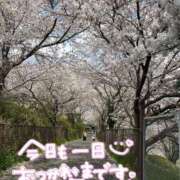 ヒメ日記 2025/04/09 21:03 投稿 あおか 丸妻 新横浜店