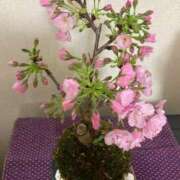 ヒメ日記 2025/04/13 14:08 投稿 あおか 丸妻 新横浜店